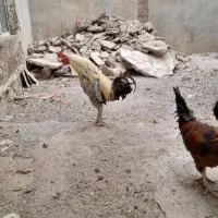 خروس رسمی محلی|حیوانات مزرعه|فشم, |دیوار