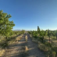 زمین کشاورزی ۵۵ هکتاری باغ انگور|فروش زمین و ملک کلنگی|ضیاء آباد, |دیوار