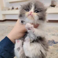 گربه پرشین اصیل