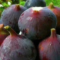 نهال های تجارتی و ممتاز|خدمات باغبانی و درختکاری|بافت, |دیوار