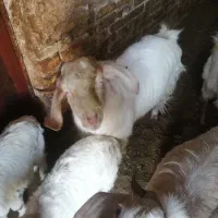 دو عدد چپیش