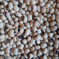 لوبیا چیتی و چشم بلبلی  و عدس|خوردنی و آشامیدنی|خوی, |دیوار