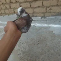 کفتر|پرنده|قم, نیروگاه|دیوار