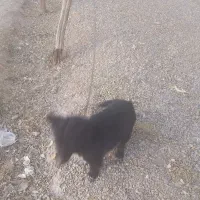 یک پا کوتاه   باهوش|سگ|مشهد, توس فردوسی|دیوار