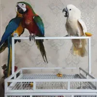 معاوضه و خریدار پرندگان زینتی کاسکو شاه طوطی ملنگو