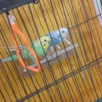 جفت مرغ عشق|پرنده|شیروان (خراسان), |دیوار