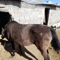 اسب ترکمن|اسب و تجهیزات اسب‌سواری|بیرجند, |دیوار