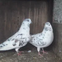 فروش سه جفت کبوتر