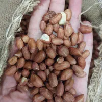 مغز بادام زمینی خام کپسولی