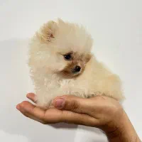 پامر سایز ریز (مینیاتوری)  ، ۲ سر خرسی