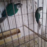 کوتوله مولدباجوجه .گریچیک مولدآماده|پرنده|آران و بیدگل, |دیوار