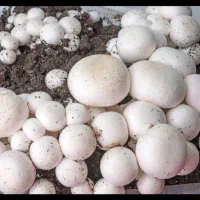 اجاره سالن پرورش قارچ در فریمان و حومه