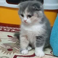 بچه گربه اسکاتیش ۲ ماهه