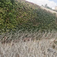 حفاظ شاخه گوذنی