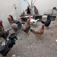 گوشت مرغ محلی