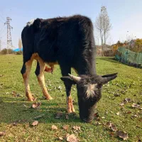 دو راس ورزا سرشاخ میزان