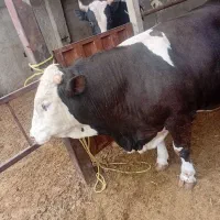 فروش گوساله نر