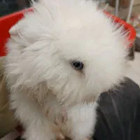 خرگوش|موش و خرگوش|قم, نیروگاه|دیوار