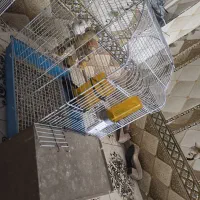 جفت کوتوله آلبینو مولد ضمانتی با تمام وسایل|پرنده|زاهدان, |دیوار