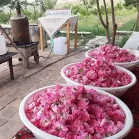گلاب دوآتیشه محلی(تولیدشده در فروشگاه عطاری شاخنی)