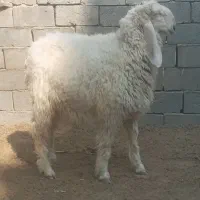 بره نرمری اصل نوک طوطی