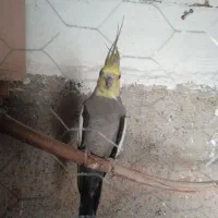 عروس هلندی نر