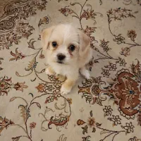 توله سگ شیتزو|سگ|تهران, هاشمی|دیوار