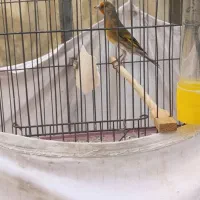 سهره قناری 6ماهه نر بخون