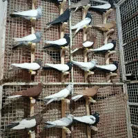 دسته رنگی دم سفید سینه.