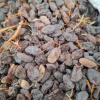 کشمش آفتابی بوانات|خوردنی و آشامیدنی|بوانات, |دیوار