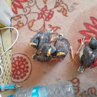 جوجه مینا دستی|پرنده|تربت جام, شاد|دیوار