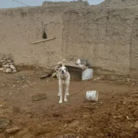 سگ نگهبان|سگ|اسفراین, |دیوار