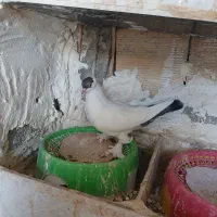 فروش یه عددکله دمبی ماده