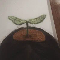 گیره سر جوانه