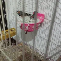 فنج نرو ماده