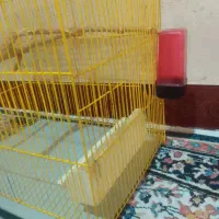 قفس پرنده|لوازم جانبی حیوانات|ایلام, |دیوار