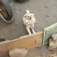 معاوضه سگ پا کوتاه با خروس لاری و مرغ