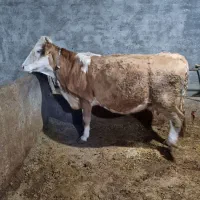 سیمینتال قرمز