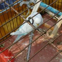 ی جفت مرغ عشق رنگ خوب با جوجه و دوتا نر تکی|پرنده|شیراز, چشمه سید صفری|دیوار