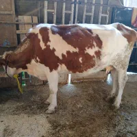 گاو|حیوانات مزرعه|کرخه, |دیوار