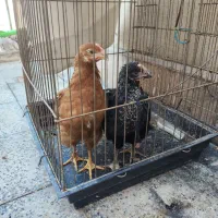 دو عدد خروس چند ماهه