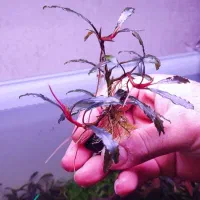 گیاه خاص آکواریوم پلنت|ماهی|تهران, هفت چنار|دیوار