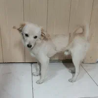 واگذاری رایگان یک قلاده سگ اشپیتز