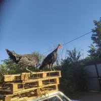 بوقلمون|پرنده|کبودرآهنگ, |دیوار