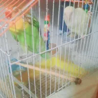 دو عدد کوتوله نر