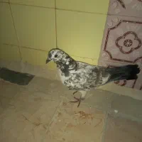 کفتر