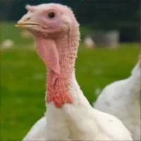 کشتار بوقلمون به صورت روزانه