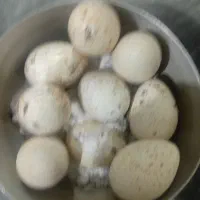 تخم بوقلمون