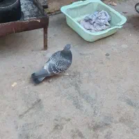 4عدد کبوتر|پرنده|مسجد سلیمان, |دیوار