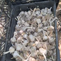 سیر به قیمت پیاز